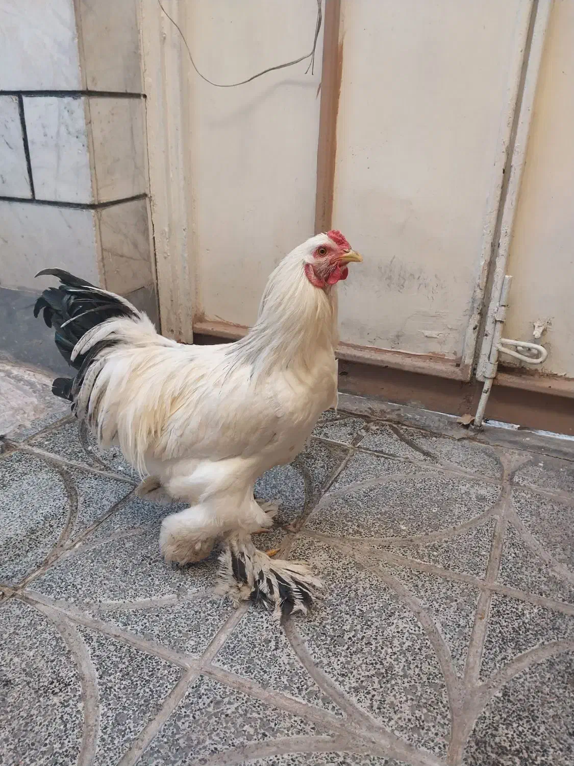 خروس لایت برهما و جوجه گلین و مرغ سیاه محلی|حیوانات مزرعه|کرج, ساسانی (قلمستان)|دیوار