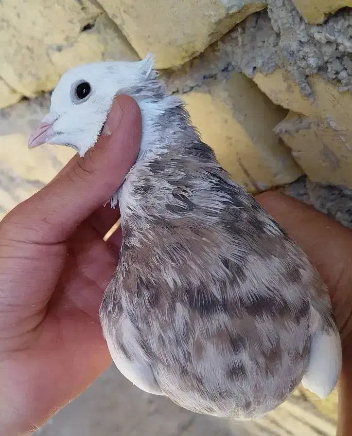 طوقی .کبوتر|پرنده|یاسوج, |دیوار