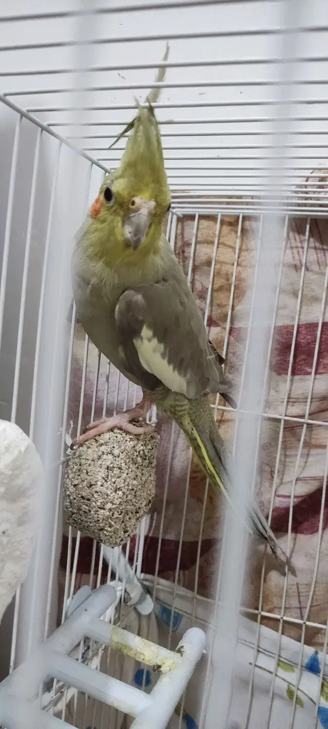 عروس هلندی|پرنده|بیرجند, |دیوار