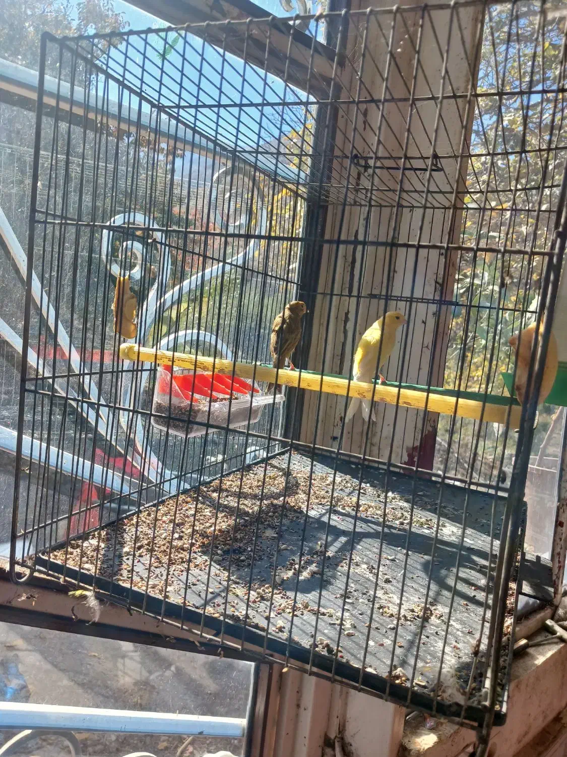 یه جفت قناری نرو ماده بفروش میرسد|پرنده|سراب, |دیوار