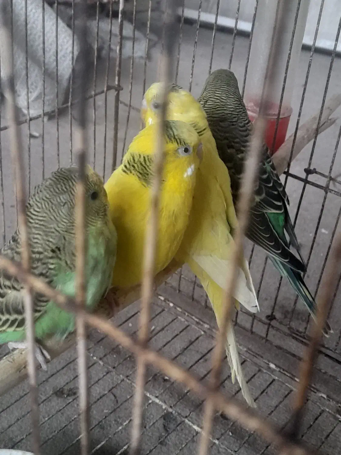 مرغ عشق جوان وبالغ|پرنده|آستانه اشرفیه, |دیوار