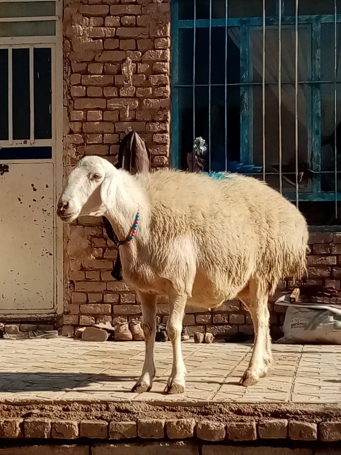 میش 90 کیلو فروشی|حیوانات مزرعه|سلیمان, |دیوار