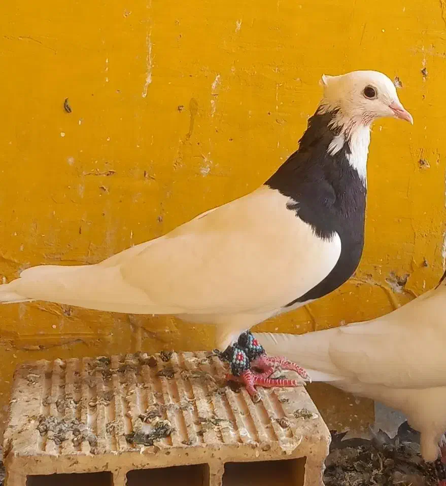 طوقی ماده و دوتا نر|پرنده|اندیمشک, |دیوار
