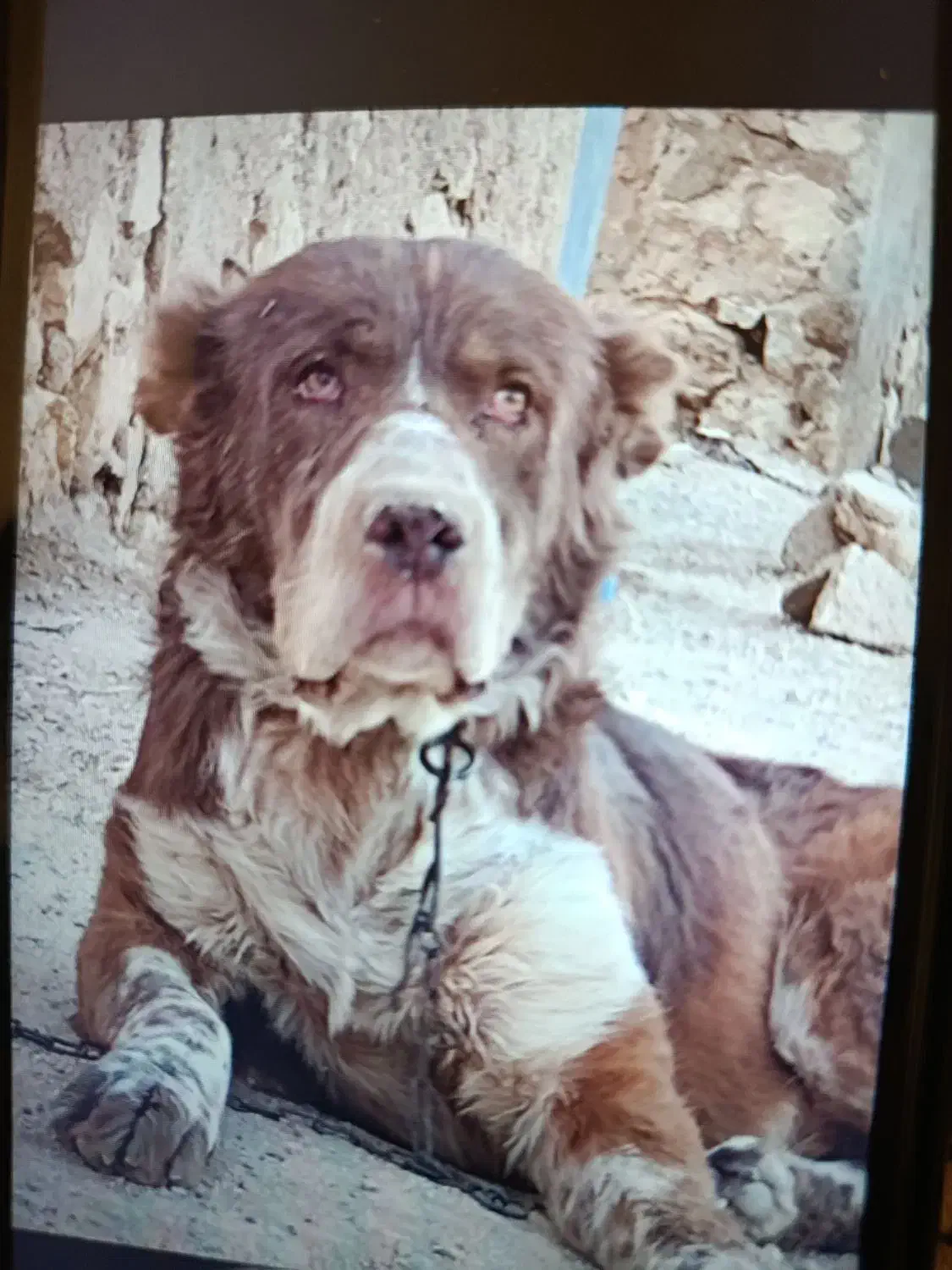 یه جفت توله قدرجونی ۶ماه سرخ|سگ|زرقان, |دیوار