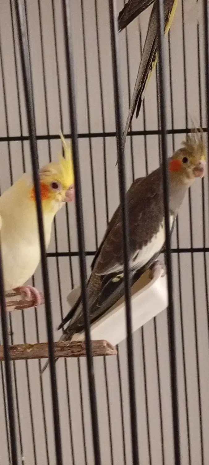 جوجه عروس هلندی|پرنده|پردیس, فاز ۱۱|دیوار