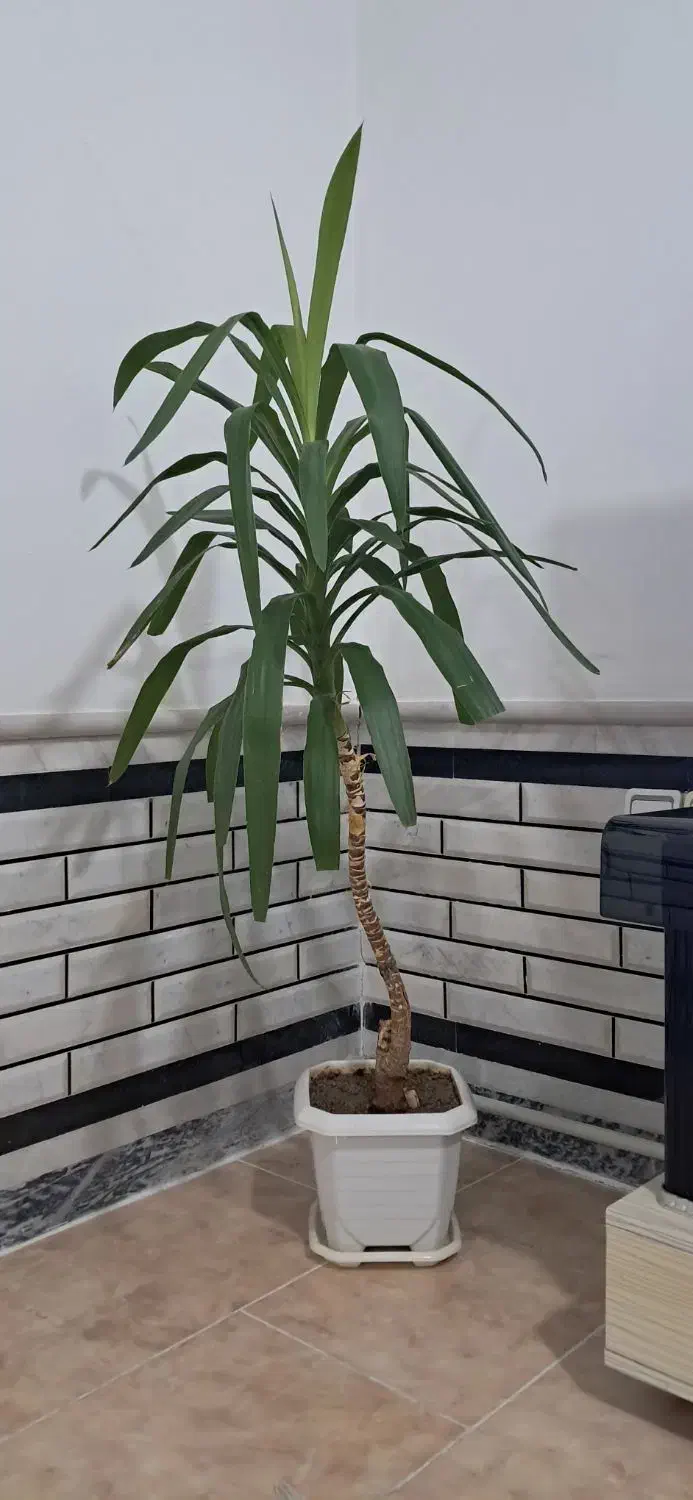 گل یوکا خانگی|گل و گیاه طبیعی|میاندوآب, |دیوار