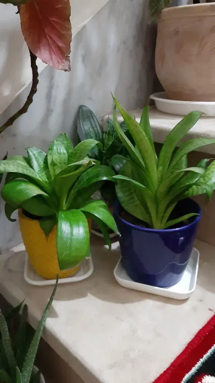 گل طبیعی سانسوریا کاکتوس (هدیه روز مادر)|گل و گیاه طبیعی|اراک, |دیوار