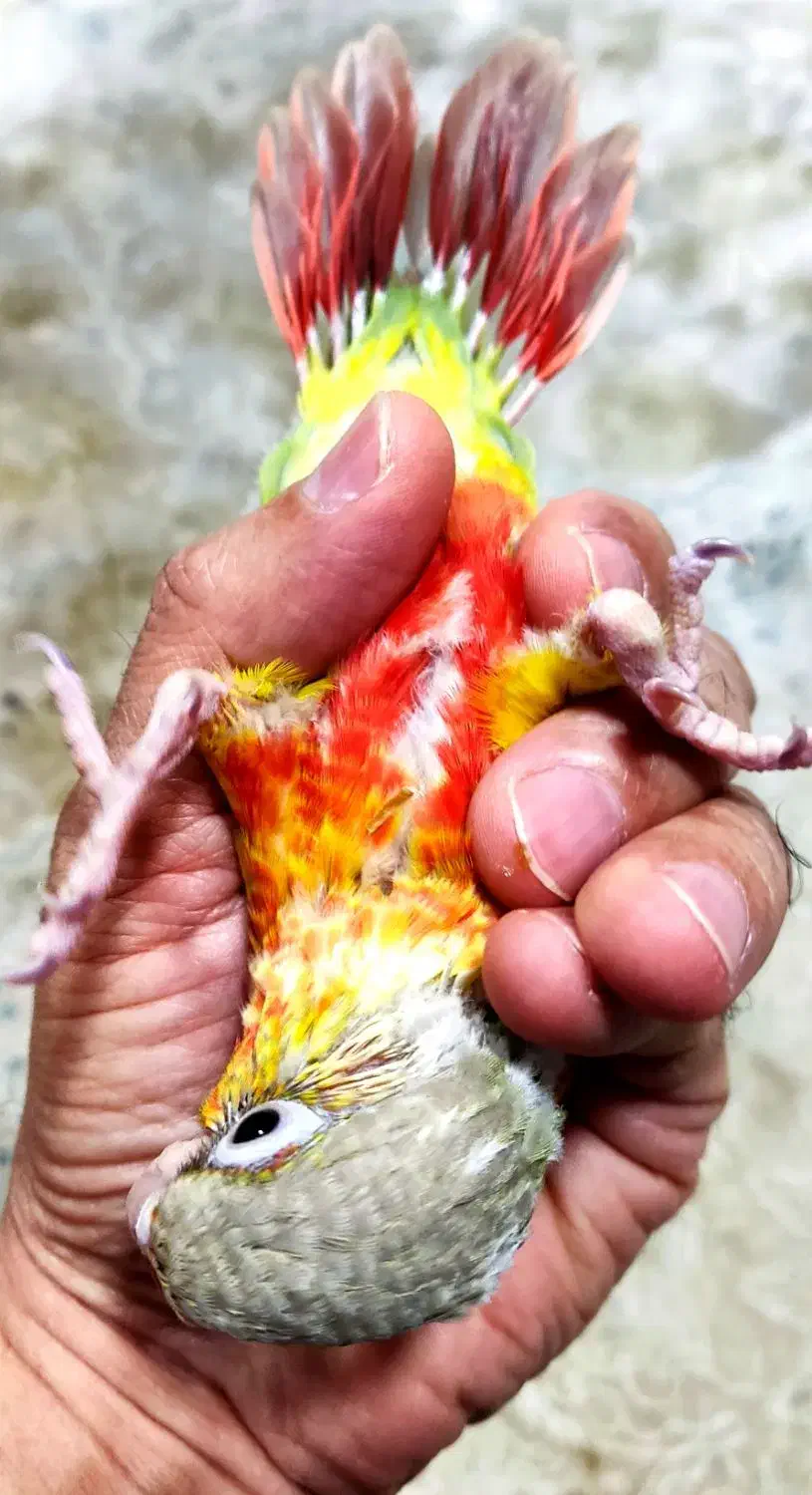 جوجه گرینچیک آناناسی سرلاکی دبل رد|پرنده|بندرعباس, |دیوار