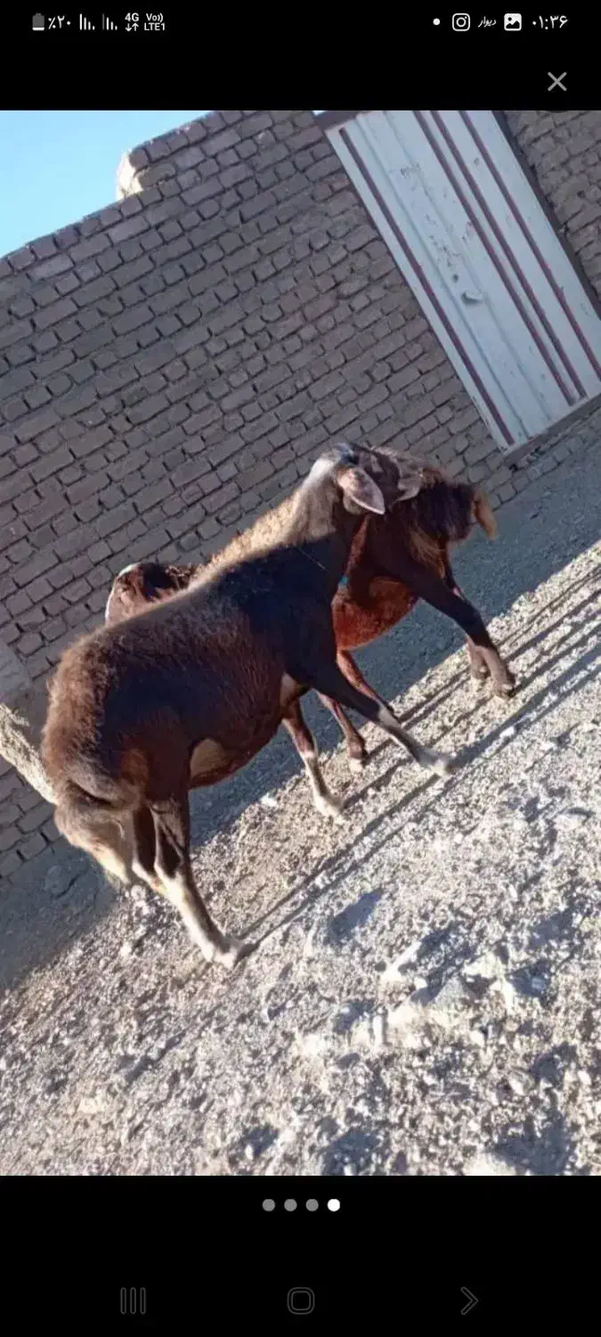 میش ابستن داشتی|حیوانات مزرعه|سیلاخور, |دیوار