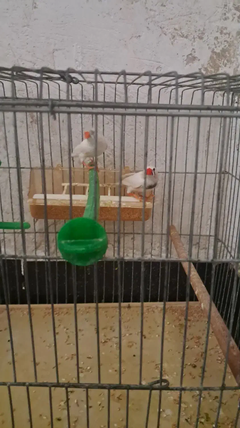 معاوضه با عروس هلندی دارم|پرنده|کازرون, |دیوار