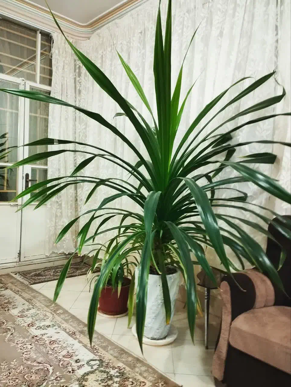 گل اپارتمان|گل و گیاه طبیعی|کاشمر, |دیوار