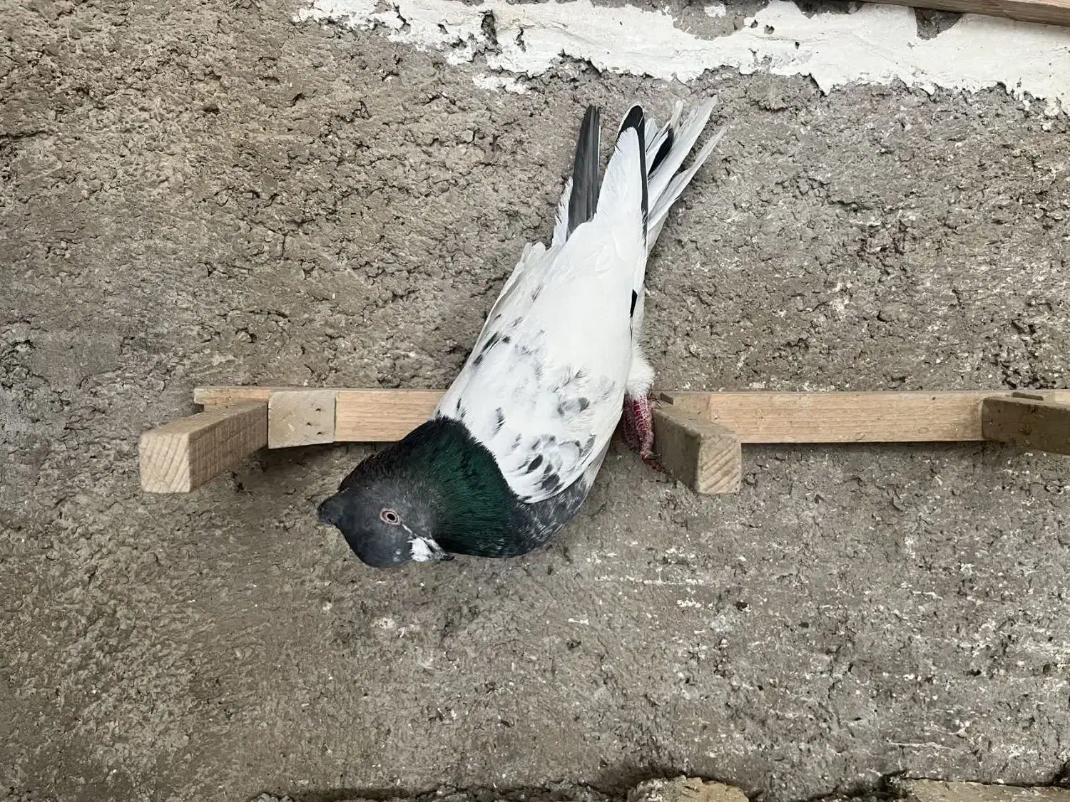 کفتر|پرنده|شیراز, گویم|دیوار