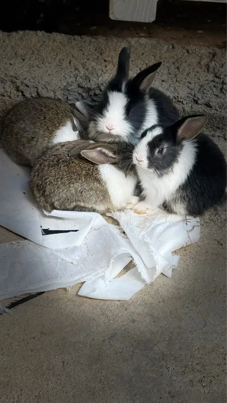 فروش بچه‌خرگوش‌های ناز و سالم|موش و خرگوش|برازجان, |دیوار