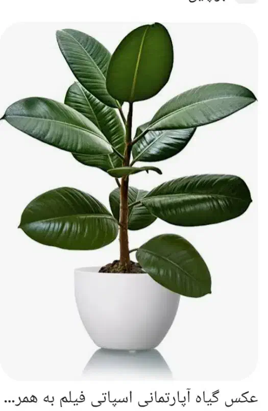 سم پاشی|خدمات باغبانی و درختکاری|قوچان, |دیوار