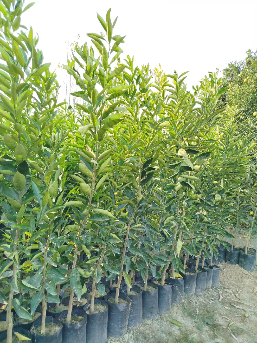 فروش نهال پچ درجه یک|حراج|آکند, |دیوار