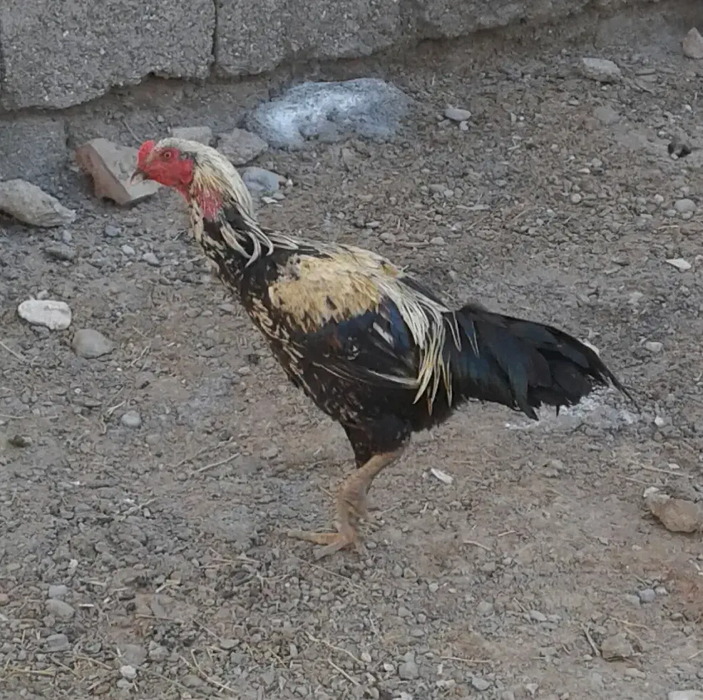 یک عدد خروس فروشی|حیوانات مزرعه|ایرانشهر, |دیوار