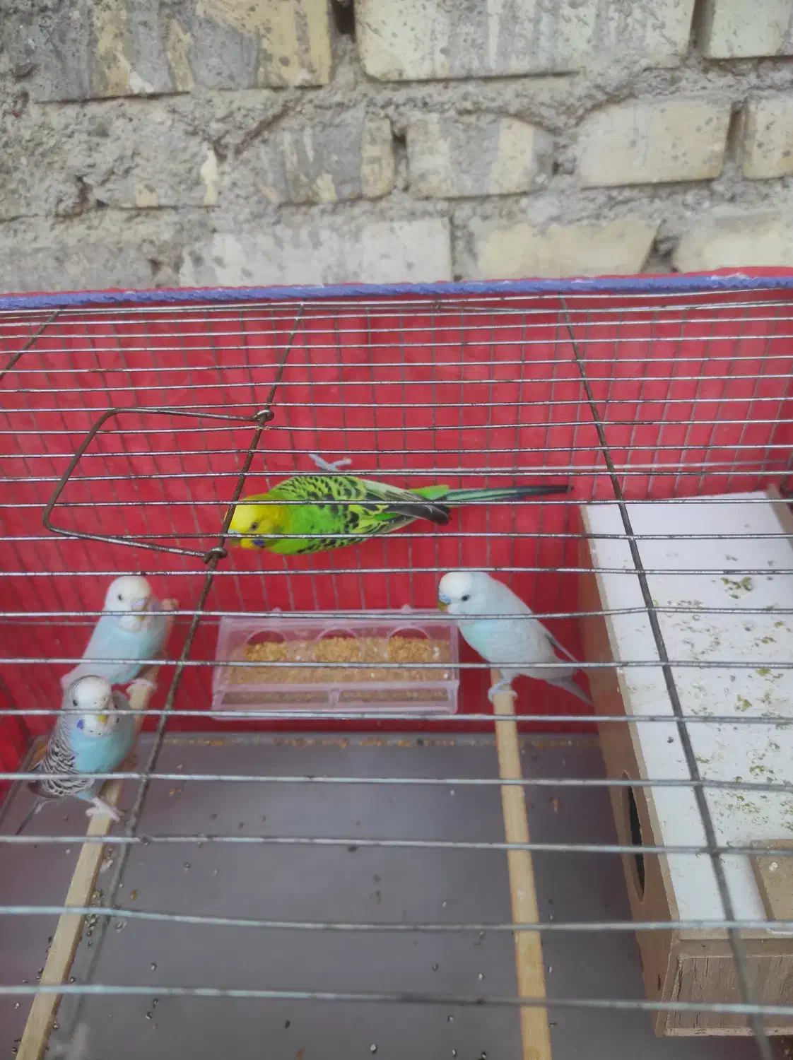 اهواز|پرنده|اهواز, شهرک نفت|دیوار