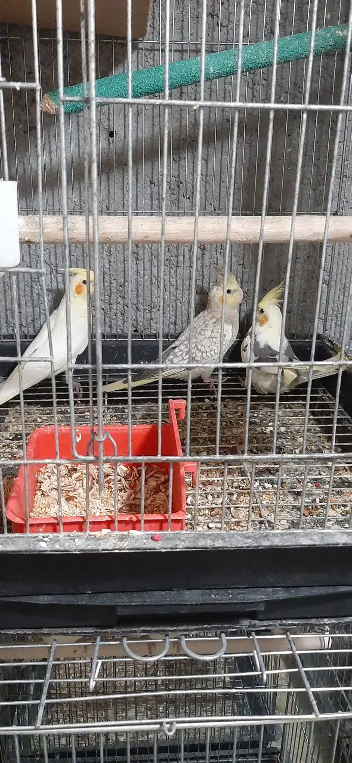 عروس هلندی|پرنده|پارسآباد, |دیوار