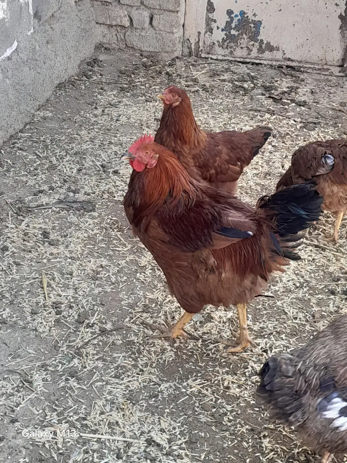 خروس ۵۰۰|حیوانات مزرعه|شیروان (خراسان), |دیوار