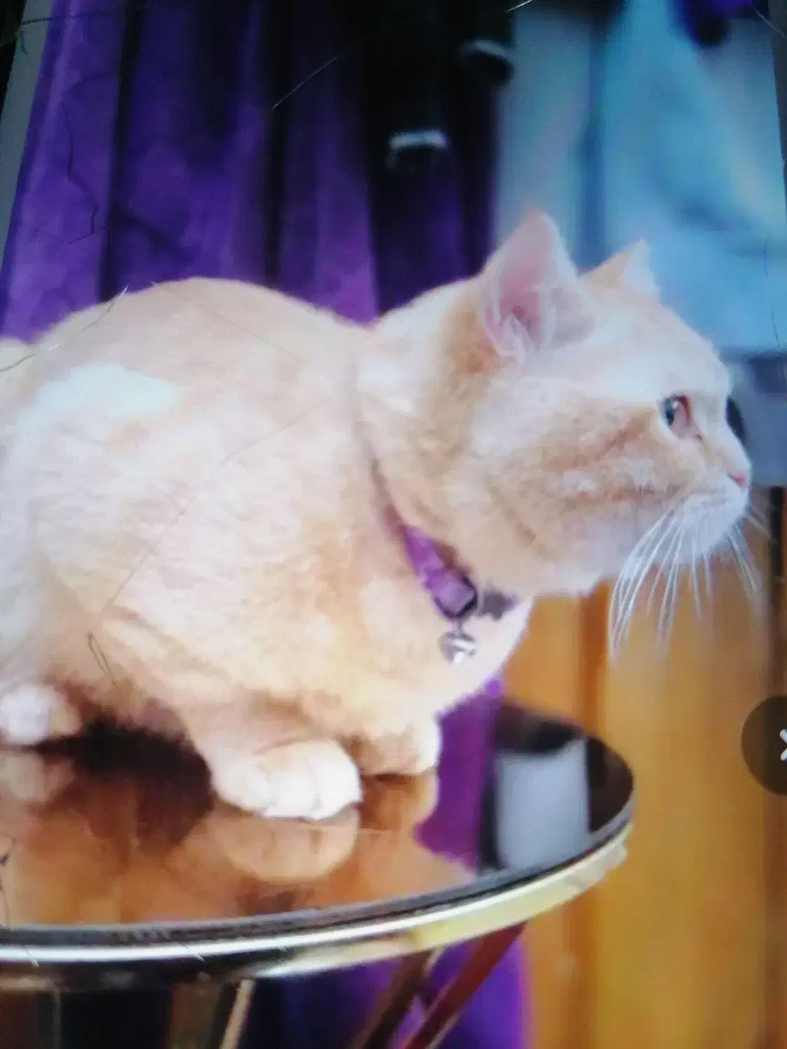 گربه ی اصیل خانگی|گربه|بافق, |دیوار