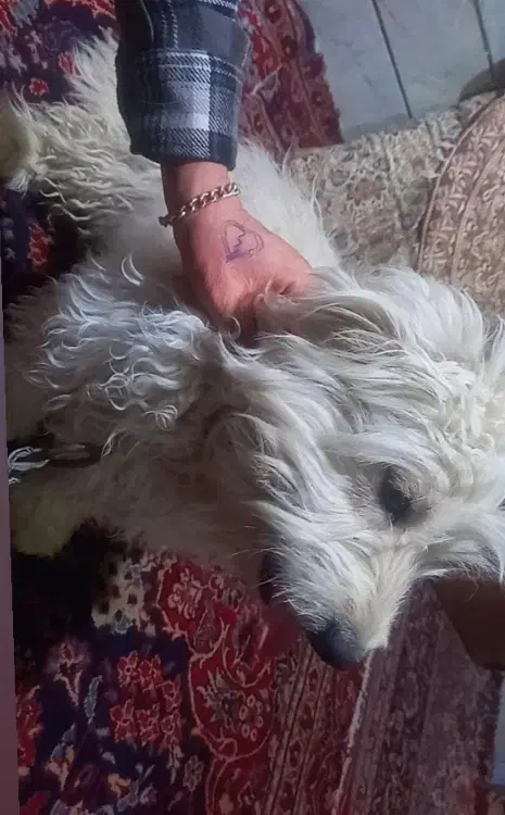 سگ پا کوتاه بفروش میرسد2700|سگ|بیرجند, |دیوار