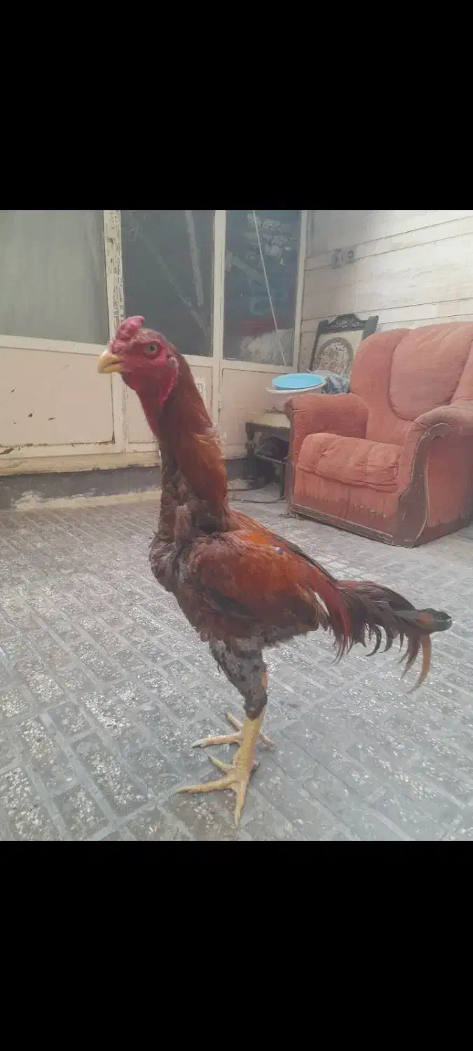 خروس لاری|حیوانات مزرعه|ری, امین آباد|دیوار