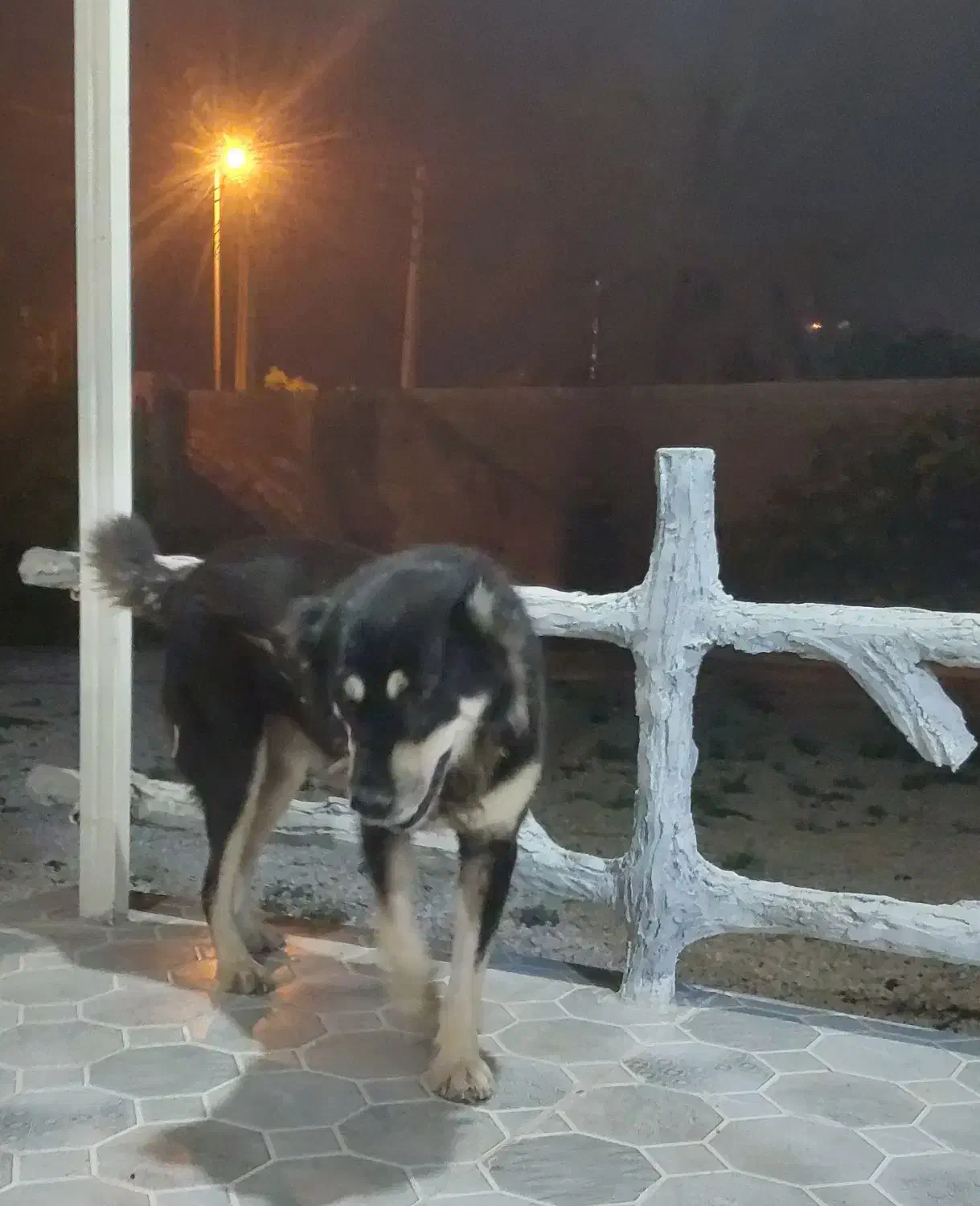 سگ افغان نگهبان درجه یک به شرط سه ساله|سگ|آبپخش, |دیوار