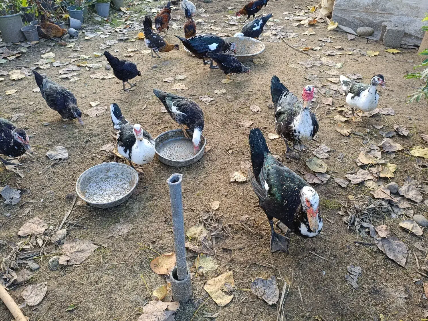 اردک اسرائیلی|حیوانات مزرعه|سلمان‌شهر, |دیوار