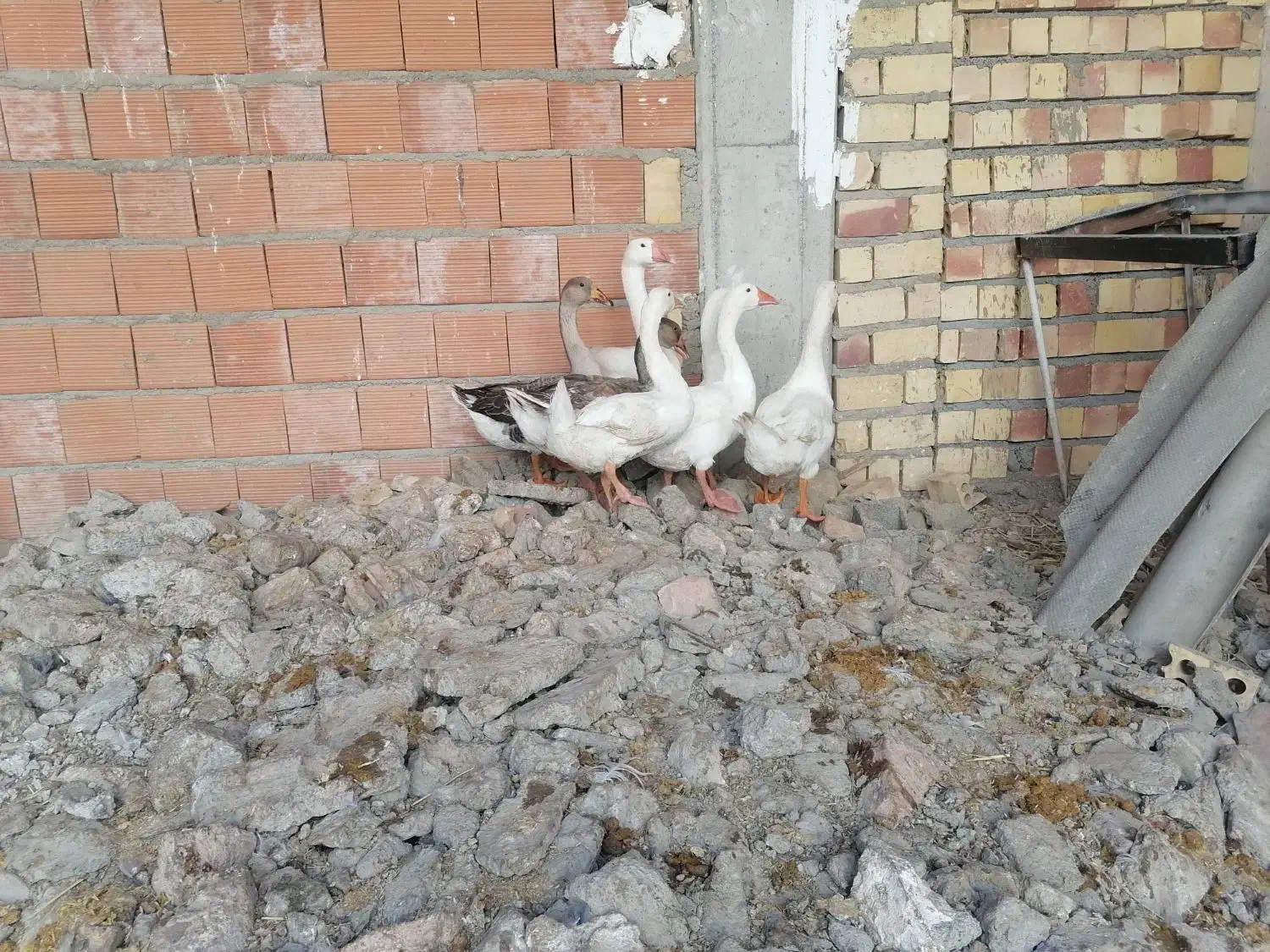 غاز|حیوانات مزرعه|نگین شهر, |دیوار