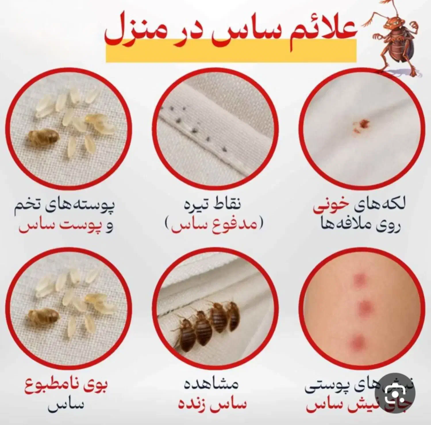 سمپاشی تضمینی کلیه حشرات خانگی(مخصوصاساس) وجوندگان|خدمات نظافت|تهران, پامنار|دیوار