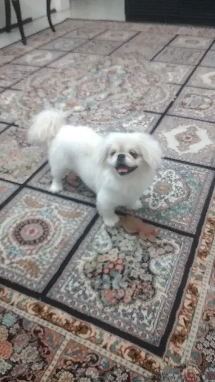 سگ شیتزو خندان|سگ|پردیس, فاز ۱۱|دیوار