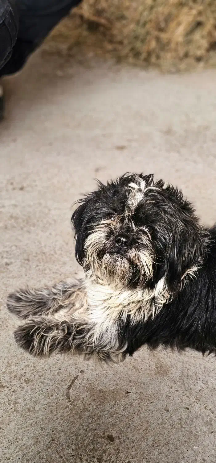 پاکوتاه دزدیده شده|حیوانات|سلماس, |دیوار