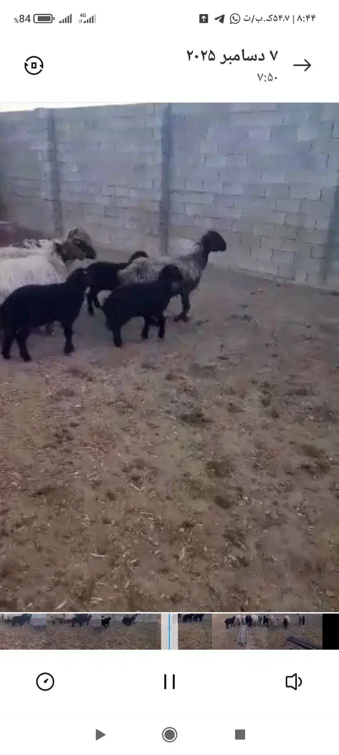 فروش چهار راس میش بره دار|حیوانات مزرعه|رونیز, |دیوار