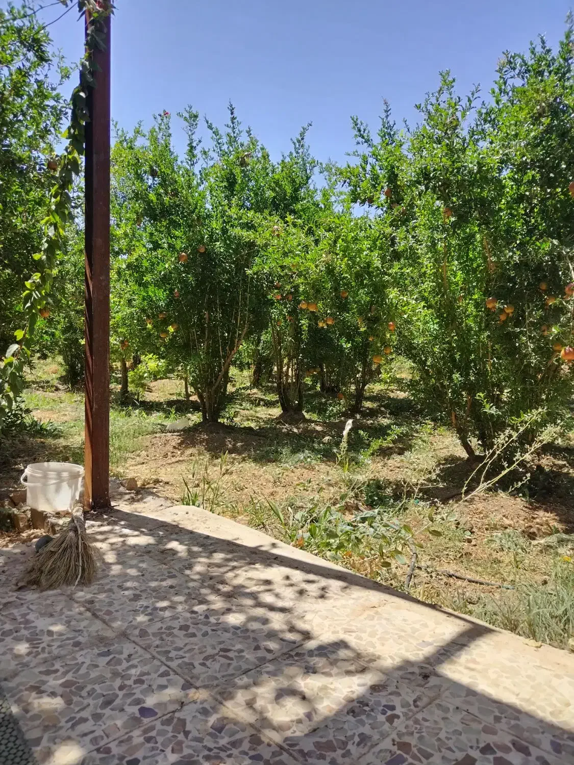 80جریب زمین کشاورزی واقع در دهاقان|فروش دفتر صنعتی، کشاورزی، تجاری|دهاقان, |دیوار