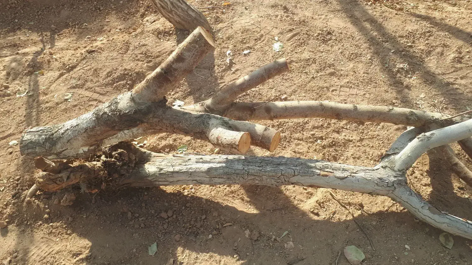 چوب و الوار خشک از درخت های به و بادام|عمدهفروشی|شاهینشهر, گزبرخوار|دیوار