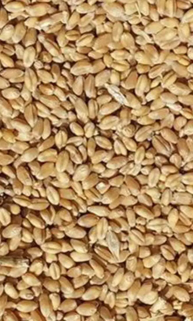 بذر گندم|خدمات باغبانی و درختکاری|خرم‌آباد, |دیوار