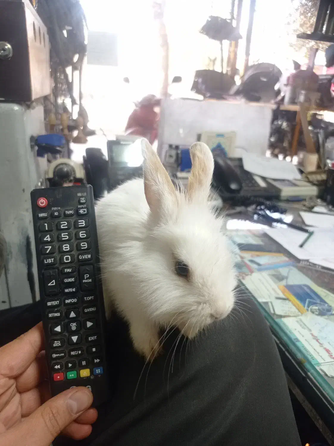 بچه خرگوش نژاد دار|موش و خرگوش|مشهد, هفده شهریور|دیوار