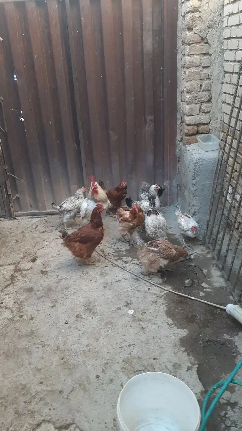 فروش مرغ بومی|حیوانات مزرعه|بوئین و میاندشت, |دیوار