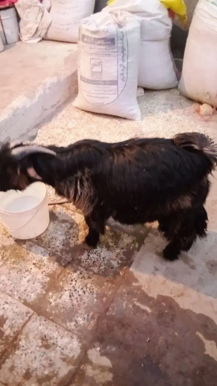 بزغاله کشتی|حیوانات مزرعه|فرخ‌شهر, |دیوار