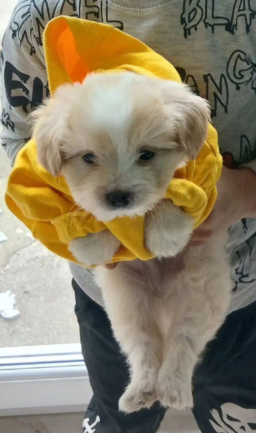 شیتزو تریر|سگ|رشت, نظری|دیوار