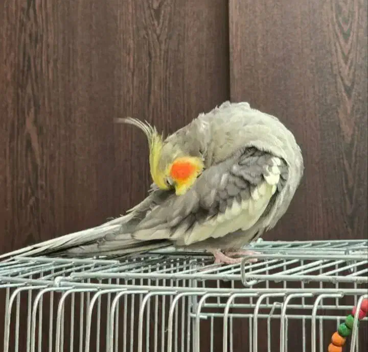 یک جفت عروس هلندی|پرنده|بندر انزلی, طالب آباد|دیوار