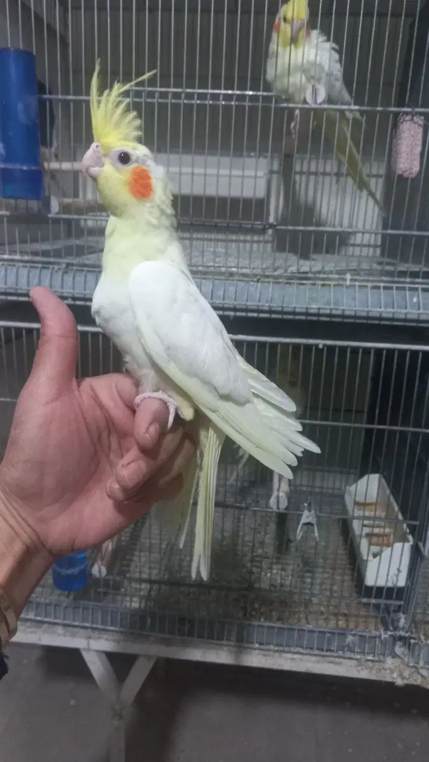 عروس هلندی مولد ،جوجه سرلاکی و دونخور|پرنده|هشتگرد, خور|دیوار