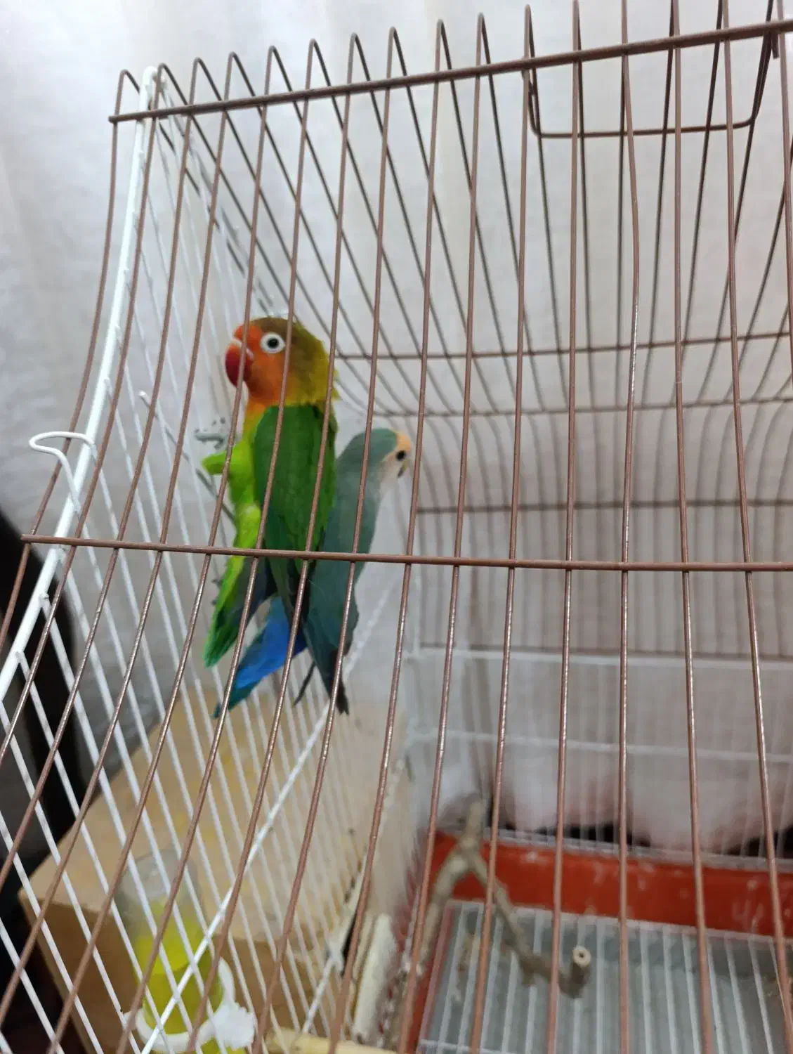 یه جفت طوطی برزیلی باقفس|پرنده|شیراز, شهرک کوشکک|دیوار