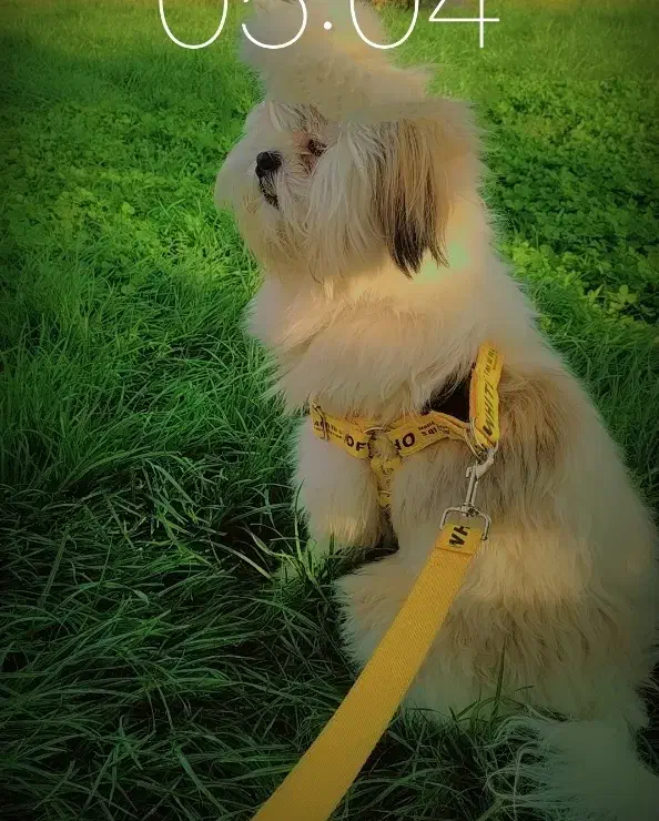 فروش فوری سگ شیتزو|سگ|اصفهان, بهارستان|دیوار