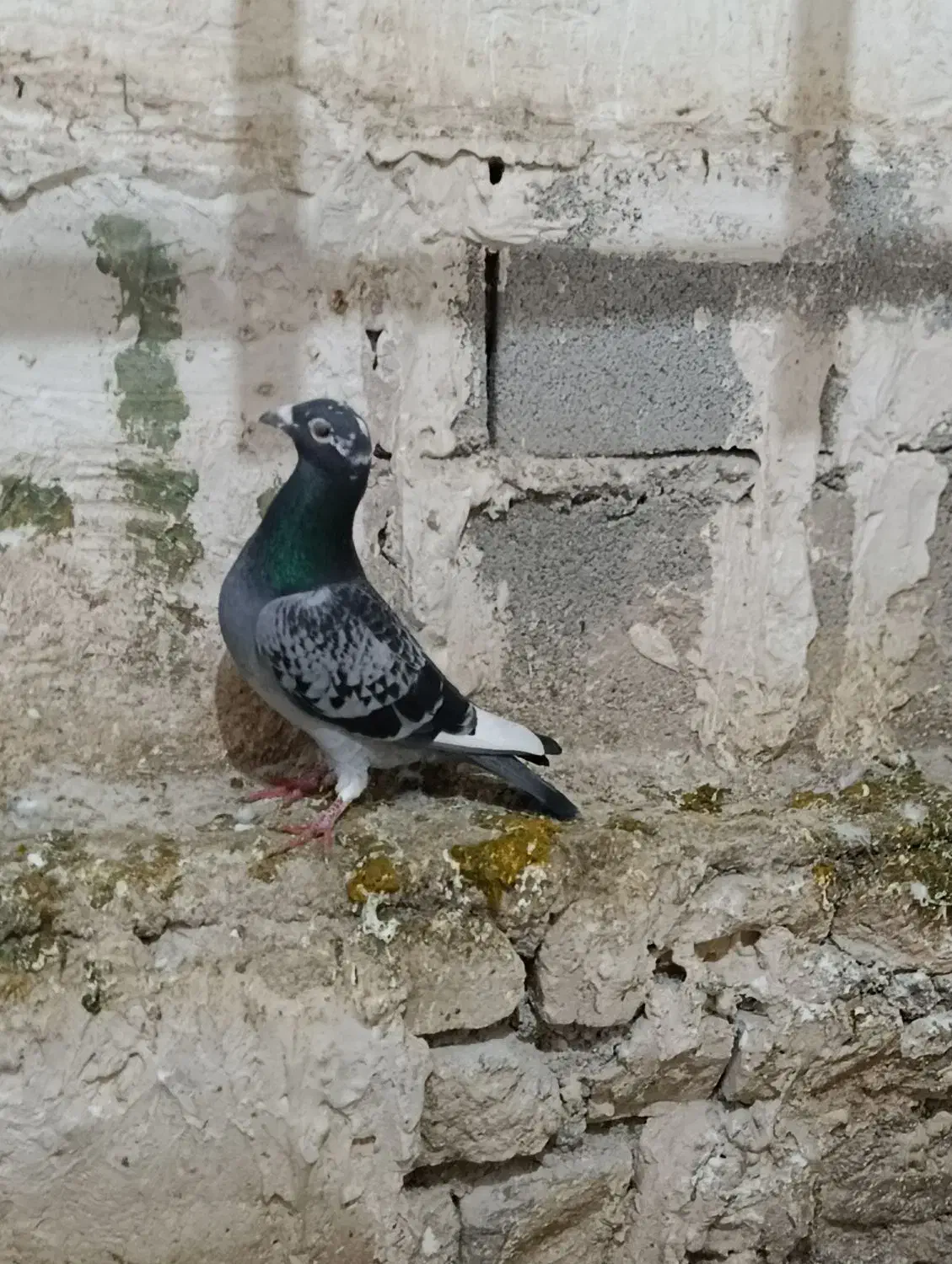 شاپرسفید|حیوانات|شیروان (خراسان), |دیوار