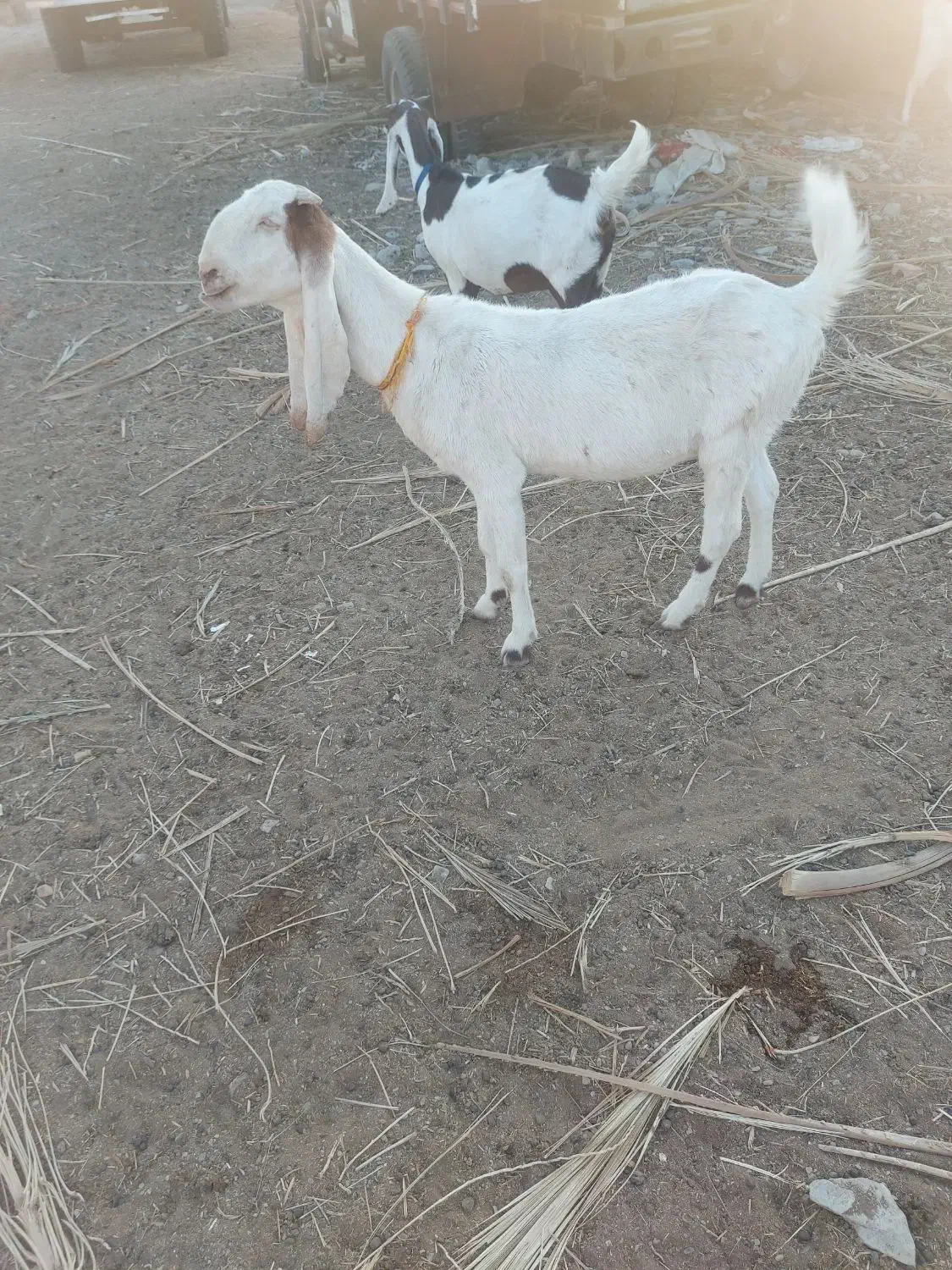 بزگلاب آبستن|حیوانات مزرعه|سراوان, |دیوار