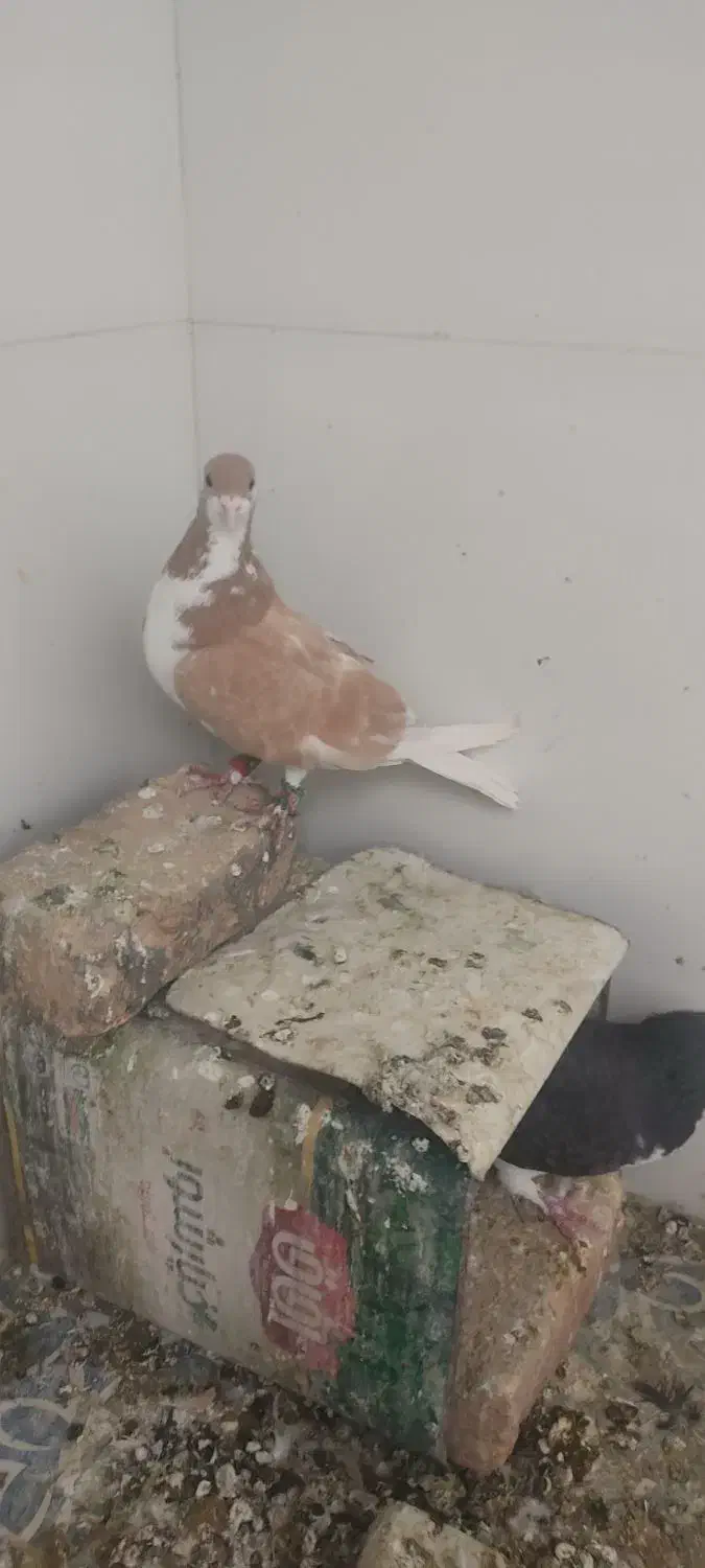 کفتر شهری|پرنده|شیراز, قلات|دیوار