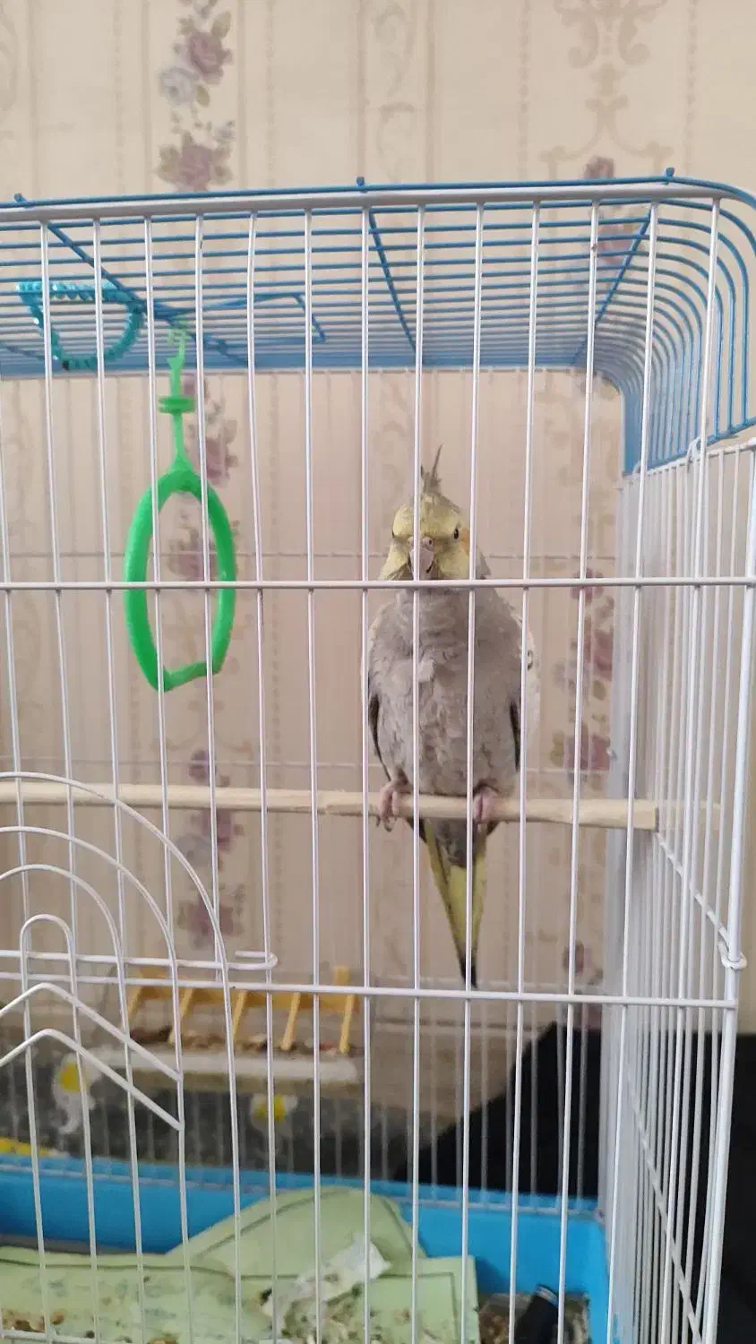 عروس|پرنده|قم, شهرک امام حسن|دیوار