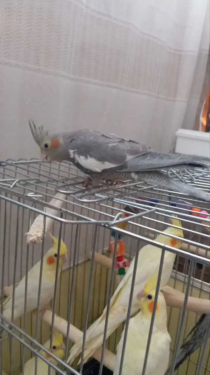 عروس هلندی سرلاکی|پرنده|قم, سید معصوم|دیوار