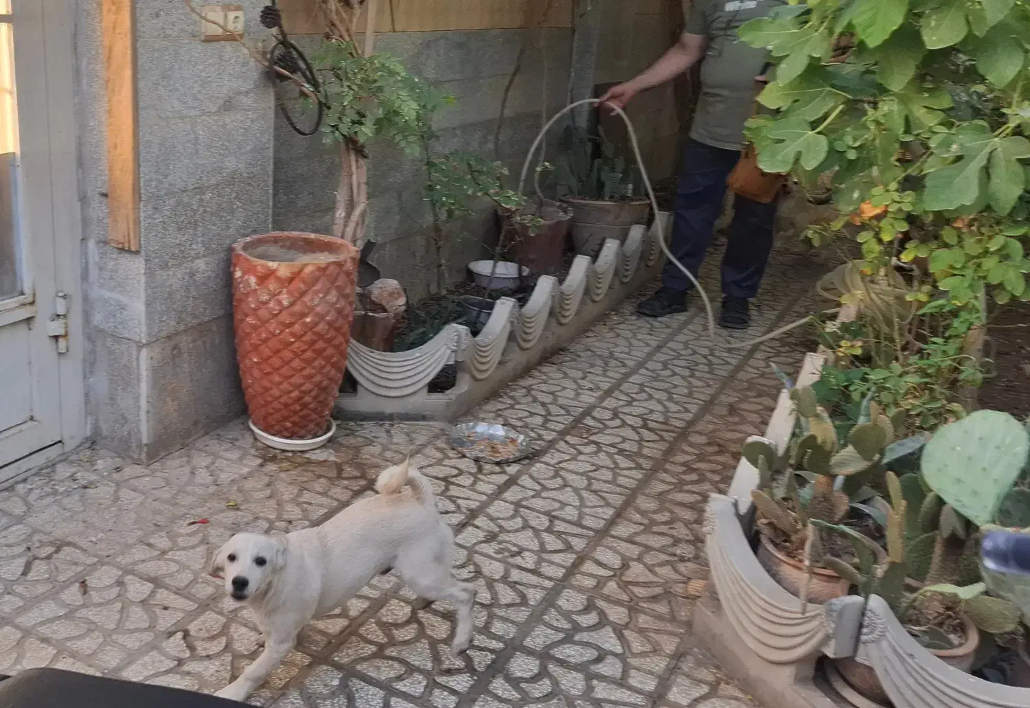 سگ پاکوتاه یکی گلدن نر و  داشهوند  نر  5 ماهه|سگ|سمنان, |دیوار